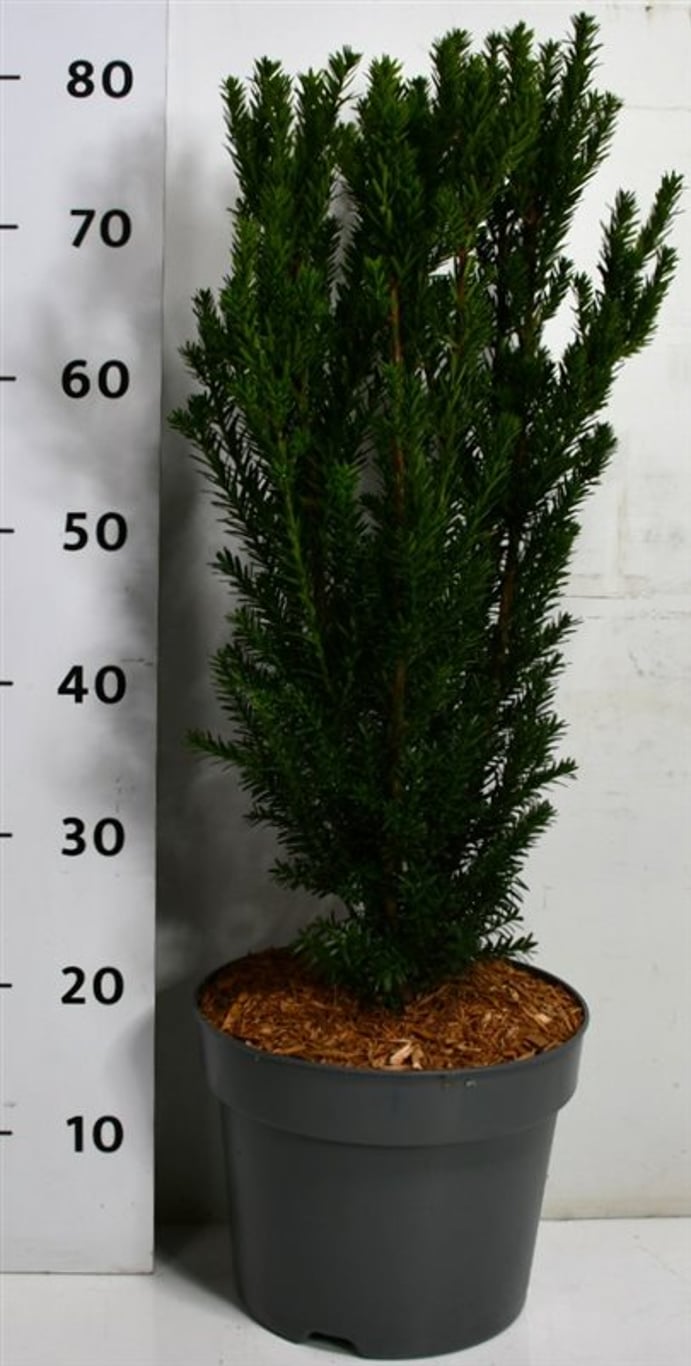 Taxus media 'Hillii' - C7.5 60-70 CM